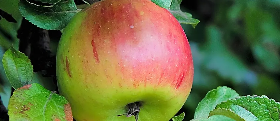 Apple Error 53