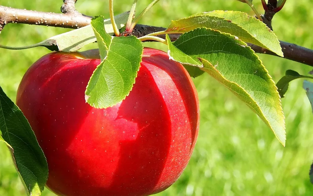 Apple ID Support Service