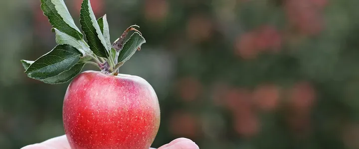 Apple Support Number